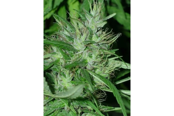 Congo (ACE Seeds) femminizzata Congo (ACE Seeds) femminizzata
