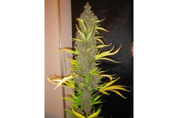 Congo (ACE Seeds) femminizzata Congo (ACE Seeds) femminizzata