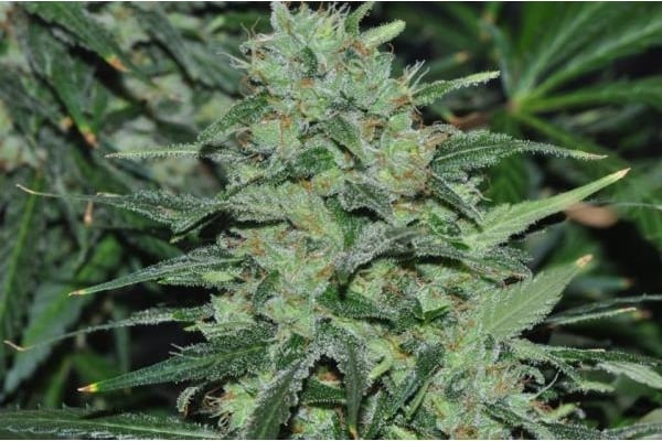 Malawi (ACE Seeds) femminizzata Malawi (ACE Seeds) femminizzata