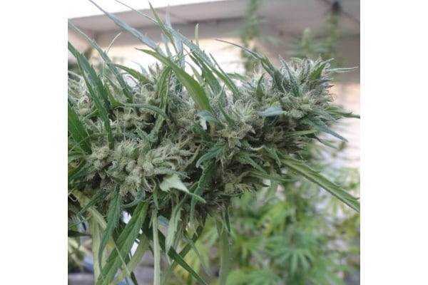 Malawi (ACE Seeds) femminizzata Malawi (ACE Seeds) femminizzata