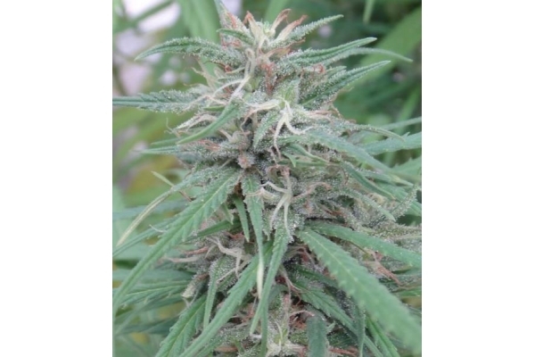 Golden Tiger (ACE Seeds) femminizzata Golden Tiger (ACE Seeds) femminizzata