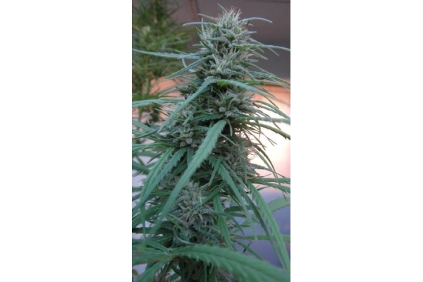 Golden Tiger (ACE Seeds) femminizzata Golden Tiger (ACE Seeds) femminizzata