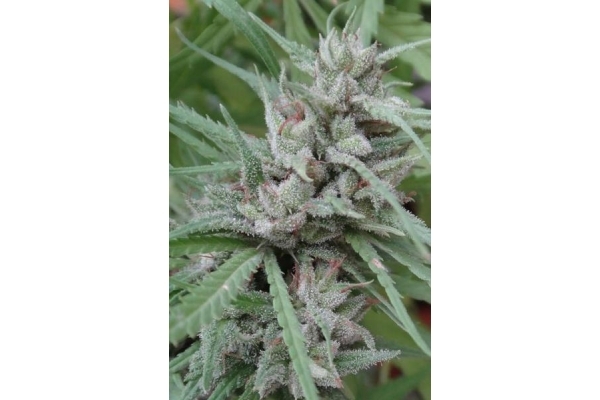 Golden Tiger (ACE Seeds) femminizzata Golden Tiger (ACE Seeds) femminizzata