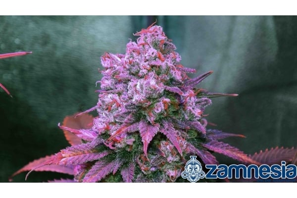 Blue Dream (Zamnesia Seeds) femminizzata