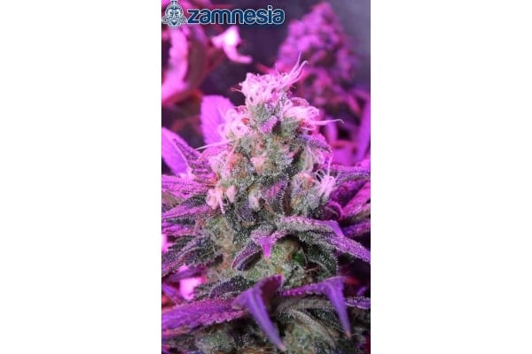 Blue Dream (Zamnesia Seeds) femminizzata