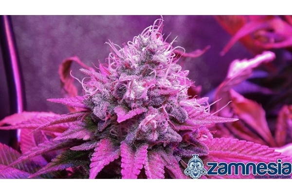 Blue Dream (Zamnesia Seeds) femminizzata