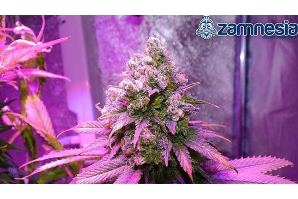Blue Dream (Zamnesia Seeds) femminizzata