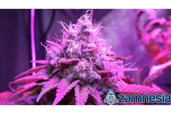 Blue Dream (Zamnesia Seeds) femminizzata