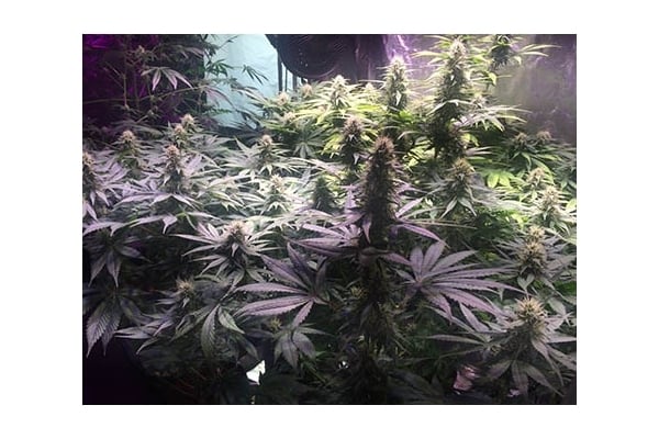 Blue Dream (Zamnesia Seeds) femminizzata