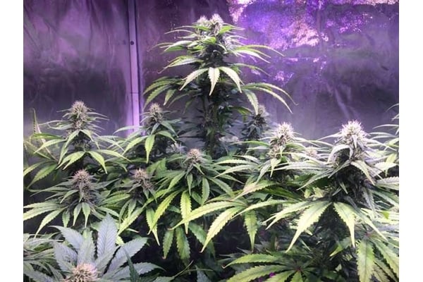 Blue Dream (Zamnesia Seeds) femminizzata