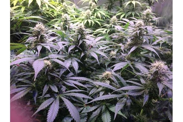 Blue Dream (Zamnesia Seeds) femminizzata