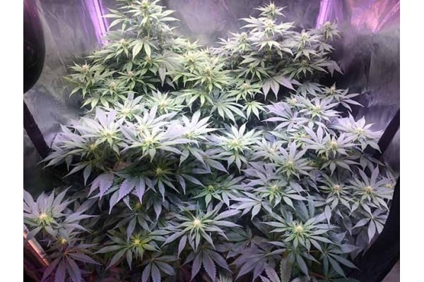 Blue Dream (Zamnesia Seeds) femminizzata