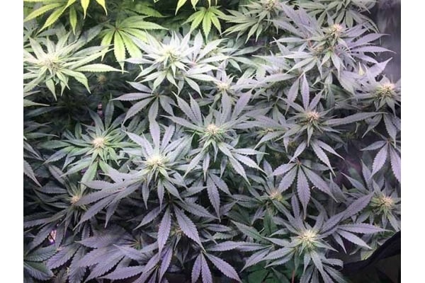 Blue Dream (Zamnesia Seeds) femminizzata