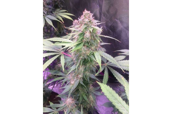 Blue Dream (Zamnesia Seeds) femminizzata