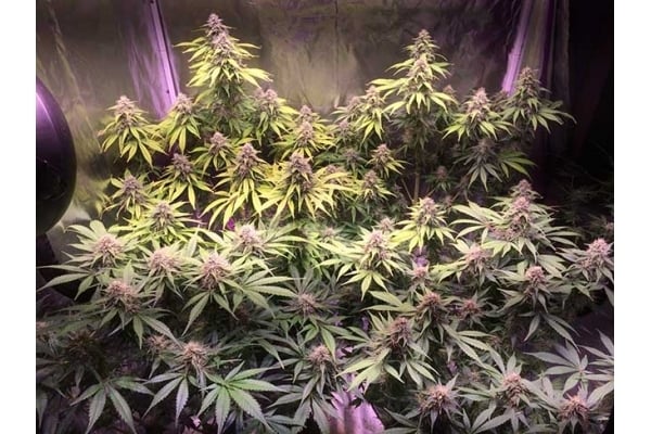 Blue Dream (Zamnesia Seeds) femminizzata