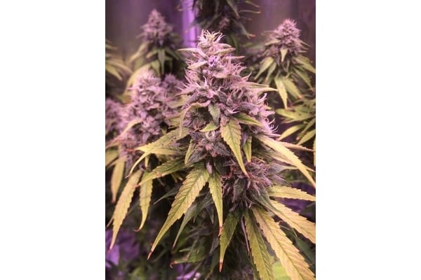 Blue Dream (Zamnesia Seeds) femminizzata
