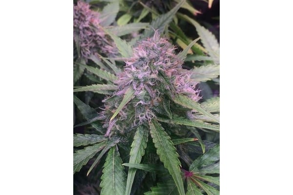 Blue Dream (Zamnesia Seeds) femminizzata