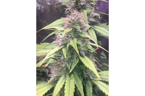 Blue Dream (Zamnesia Seeds) femminizzata