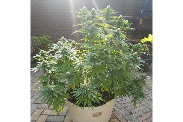 Blue Dream (Zamnesia Seeds) femminizzata