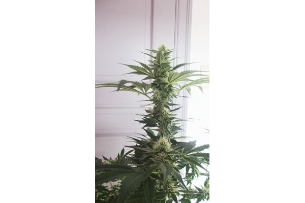 Blue Dream (Zamnesia Seeds) femminizzata