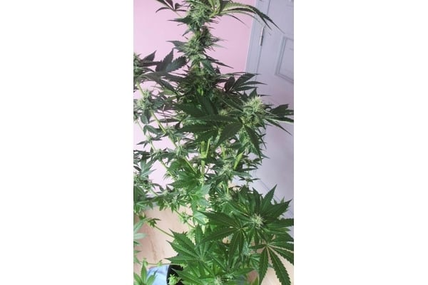 Blue Dream (Zamnesia Seeds) femminizzata