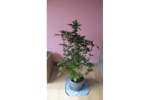 Blue Dream (Zamnesia Seeds) femminizzata
