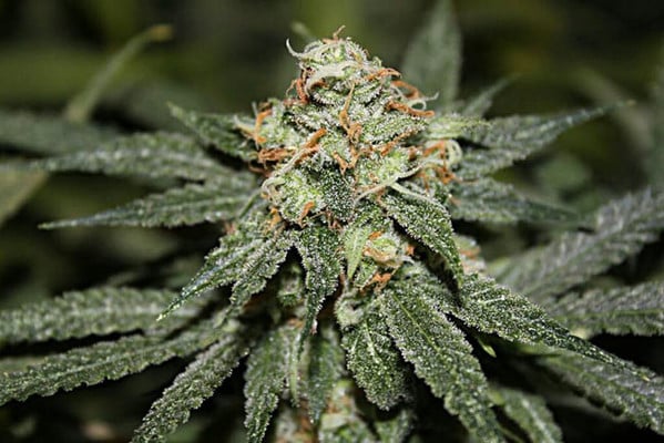 Blue Dream (Zamnesia Seeds) femminizzata