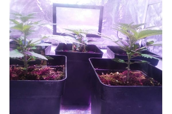 Critical (Zamnesia Seeds) femminizzata Critical (Zamnesia Seeds) femminizzata