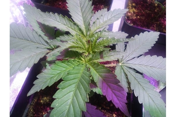 Critical (Zamnesia Seeds) femminizzata Critical (Zamnesia Seeds) femminizzata