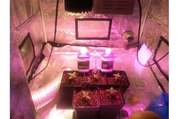 Critical (Zamnesia Seeds) femminizzata Critical (Zamnesia Seeds) femminizzata