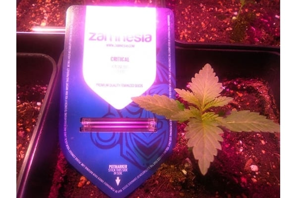 Critical (Zamnesia Seeds) femminizzata Critical (Zamnesia Seeds) femminizzata