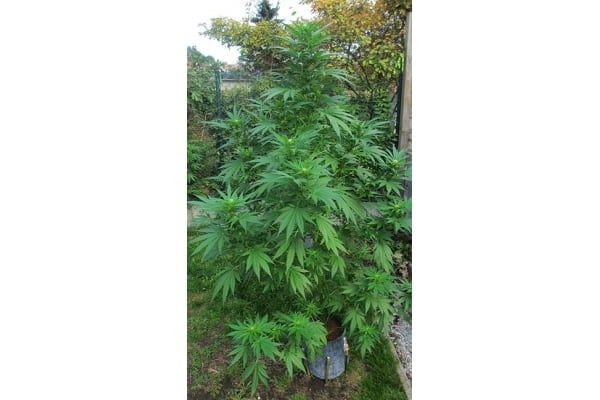 Critical (Zamnesia Seeds) femminizzata Critical (Zamnesia Seeds) femminizzata