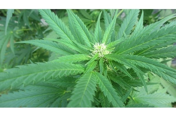 Critical (Zamnesia Seeds) femminizzata Critical (Zamnesia Seeds) femminizzata