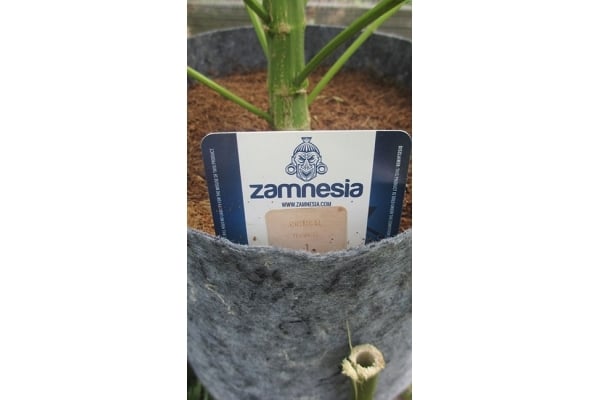 Critical (Zamnesia Seeds) femminizzata Critical (Zamnesia Seeds) femminizzata