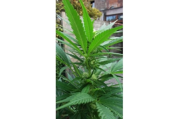 Critical (Zamnesia Seeds) femminizzata Critical (Zamnesia Seeds) femminizzata