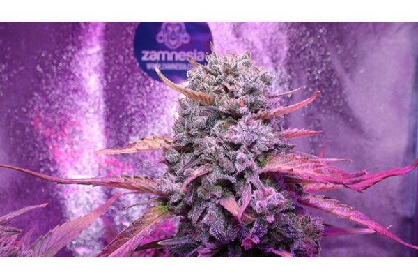 OG Kush (Zamnesia Seeds) femminizzata OG Kush (Zamnesia Seeds) femminizzata