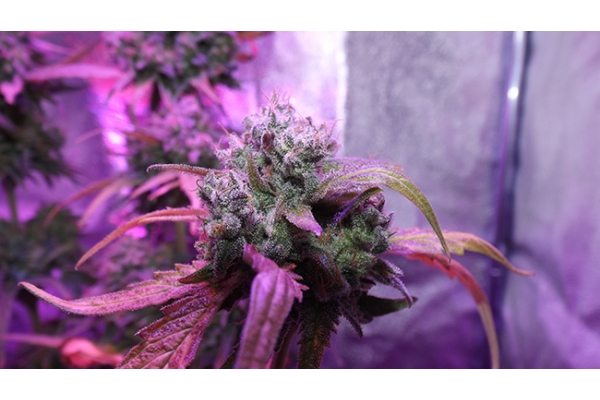 OG Kush (Zamnesia Seeds) femminizzata OG Kush (Zamnesia Seeds) femminizzata