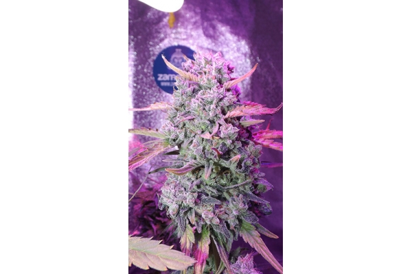 OG Kush (Zamnesia Seeds) femminizzata OG Kush (Zamnesia Seeds) femminizzata