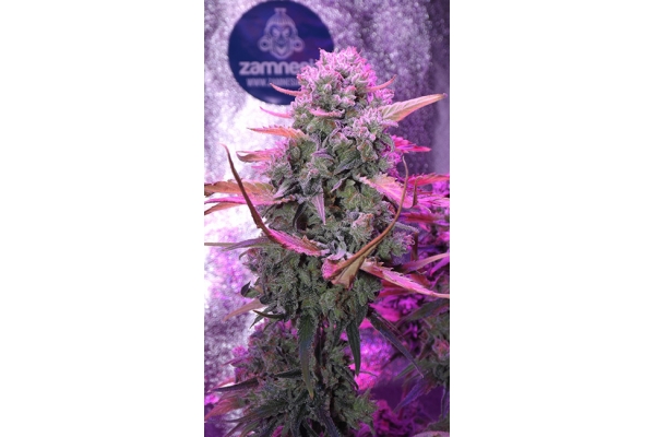 OG Kush (Zamnesia Seeds) femminizzata OG Kush (Zamnesia Seeds) femminizzata