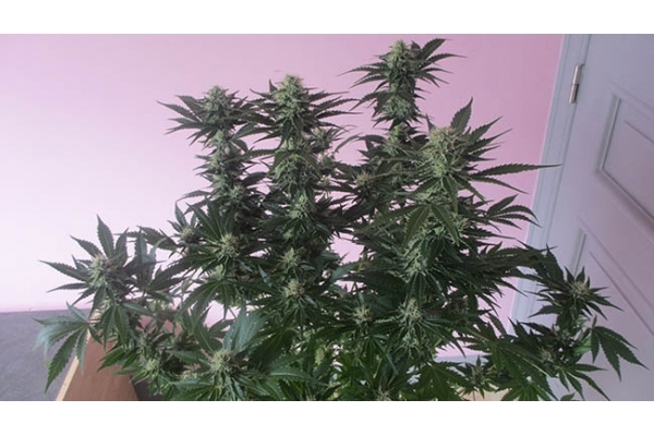 White Widow (Zamnesia Seeds) femminizzata