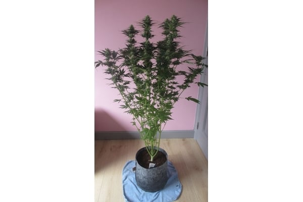 White Widow (Zamnesia Seeds) femminizzata