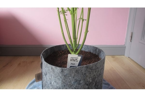 White Widow (Zamnesia Seeds) femminizzata