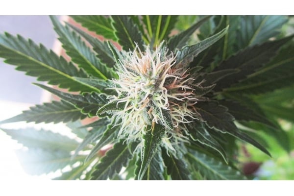 White Widow (Zamnesia Seeds) femminizzata