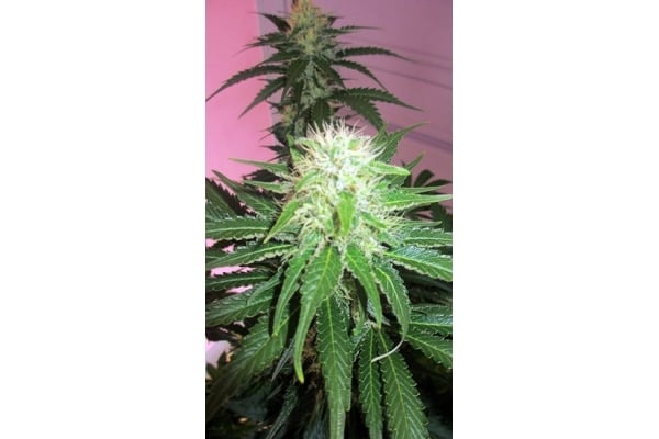 White Widow (Zamnesia Seeds) femminizzata