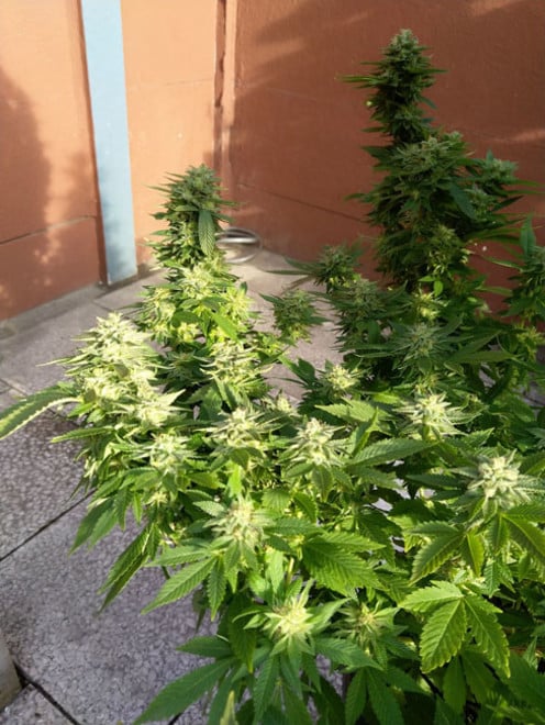 White Widow (Zamnesia Seeds) femminizzata