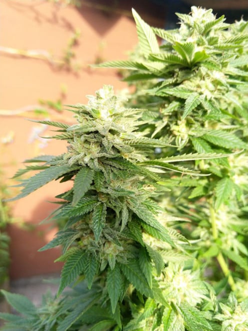 White Widow (Zamnesia Seeds) femminizzata
