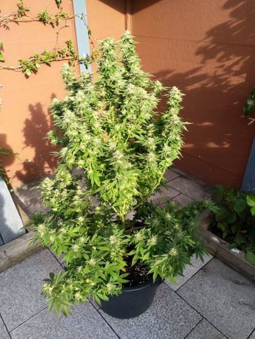 White Widow (Zamnesia Seeds) femminizzata