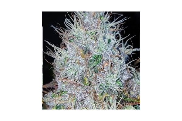 Monster Bud Kush (Zamnesia Seeds) femminizzata Monster Bud Kush (Zamnesia Seeds) femminizzata