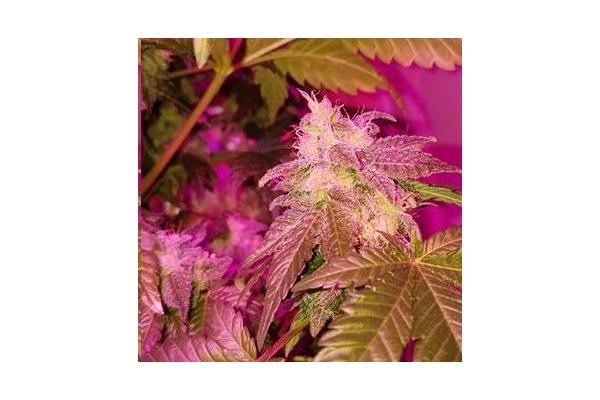 Monster Bud Kush (Zamnesia Seeds) femminizzata Monster Bud Kush (Zamnesia Seeds) femminizzata