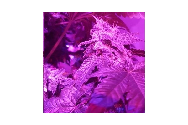 Monster Bud Kush (Zamnesia Seeds) femminizzata Monster Bud Kush (Zamnesia Seeds) femminizzata